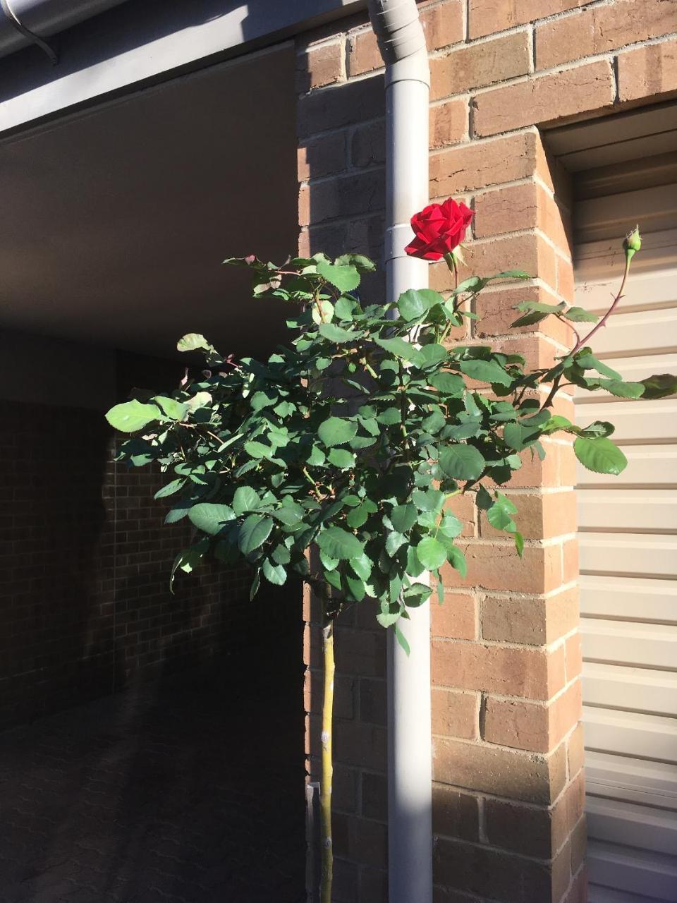 Adelaide Style Accommodation-Close To City-North Adelaide-3 Bdrm- Free Parking エクステリア 写真